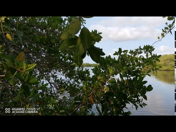 Биотоп: Центральная Америка