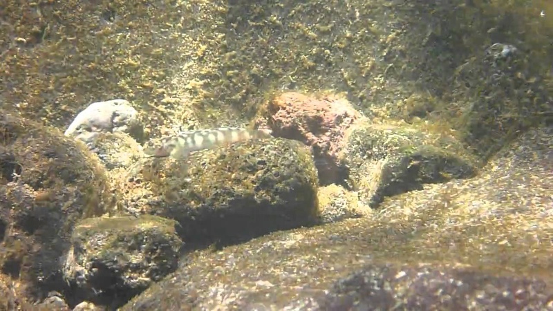 Биотопы Полинезии