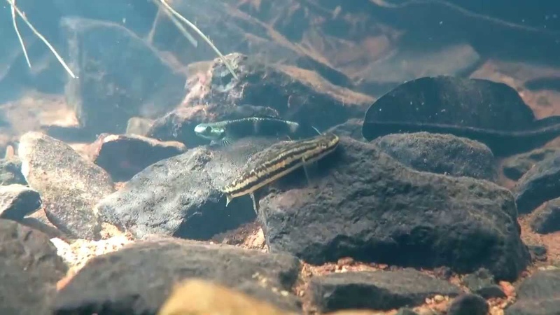 Биотопы Микронезии