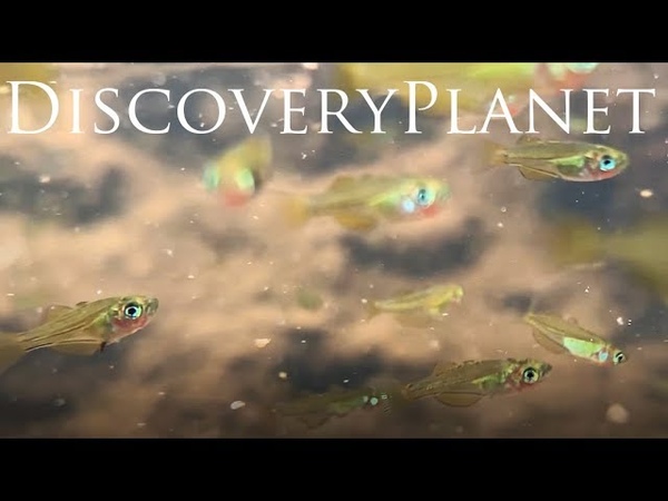 Биотопы Меланезии