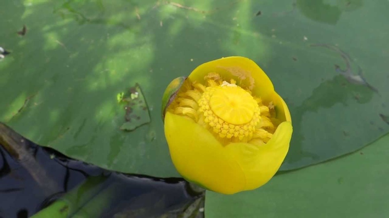 Холодноводные биотопы