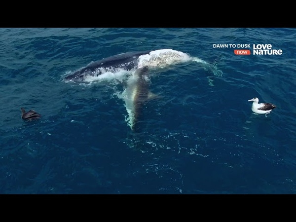 Документальные фильмы