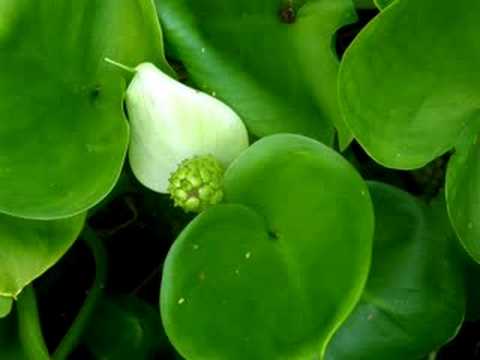 Бытовая техника