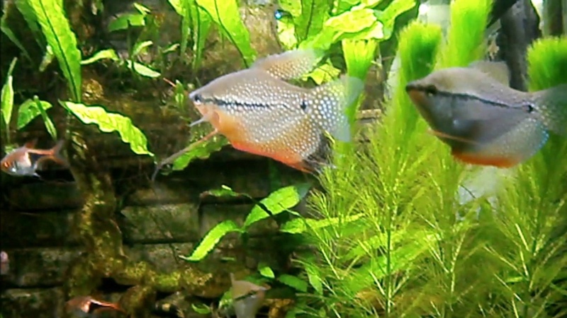 Географический аквариум: Азия