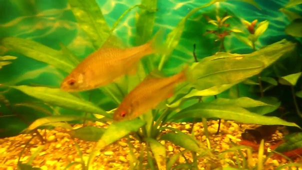 Аквариум с холодноводными рыбами