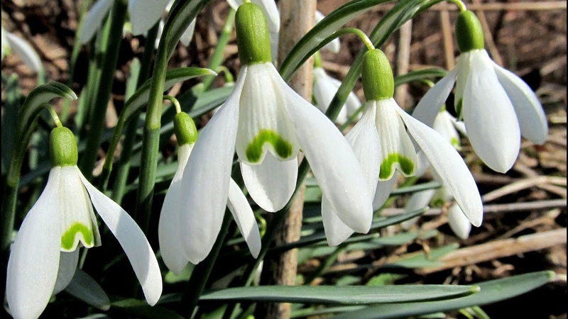 Ландшафтный дизайн