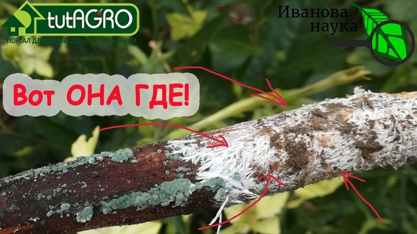 Земледелие и садоводство