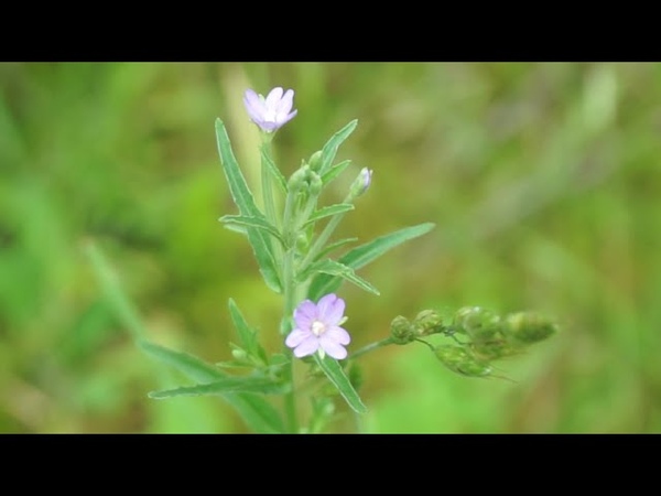 Прудоводство