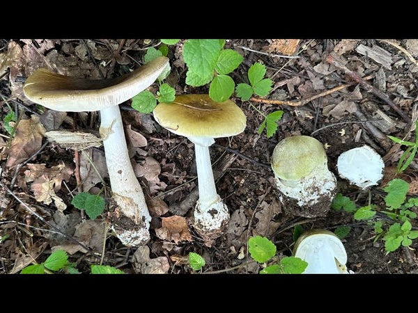 Грибоводство и сбор грибов