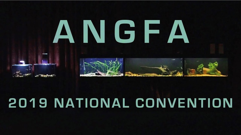 Биотопный аквариум: выставки и галереи