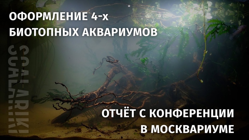 Биотопный аквариум: конференции