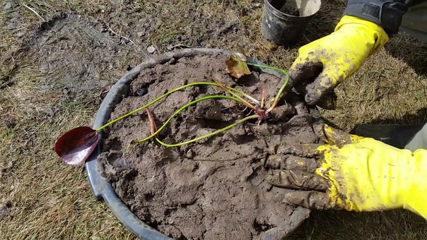 Другие гидробионты