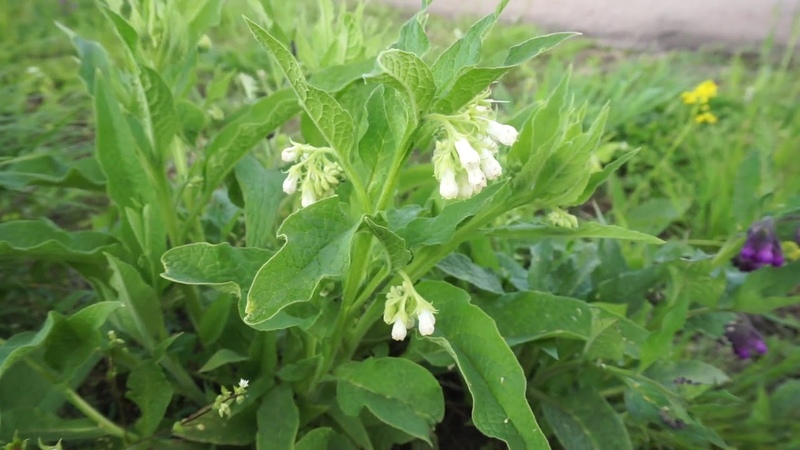 Знахарство