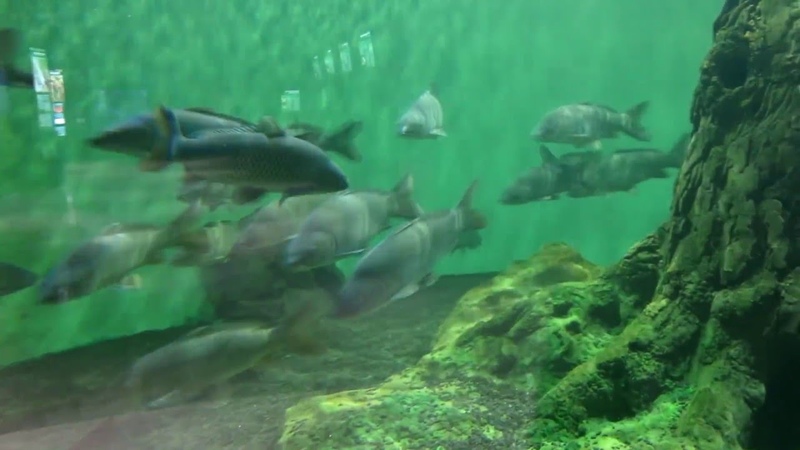 Аквариумы и океанариумы мира