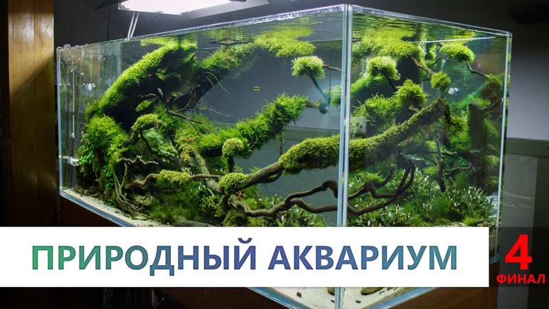 Природный аквариум