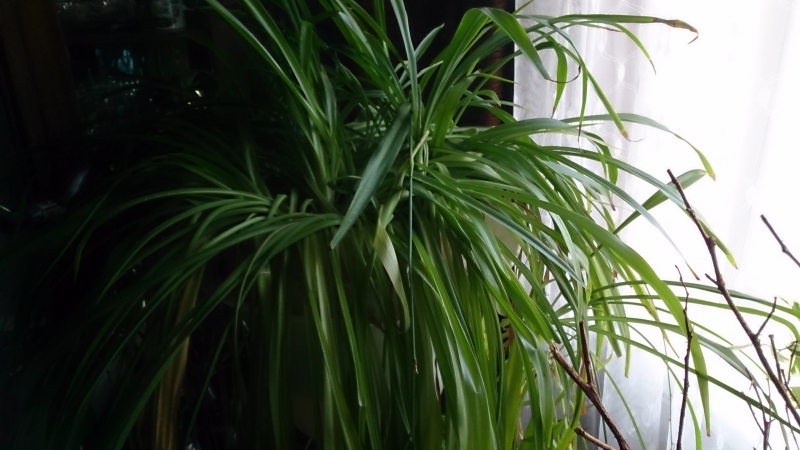 Растения для фитофильтра