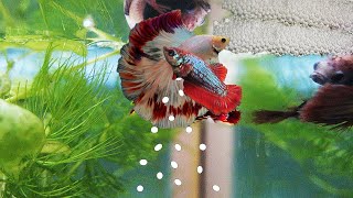 Размножение рыб