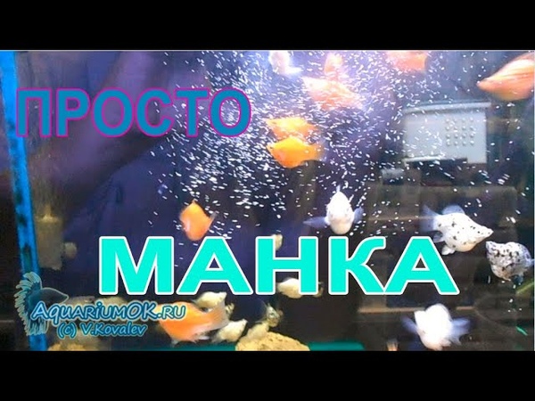 Корма для гидробионтов