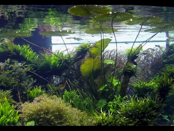 Природный аквариум: выставки и галереи