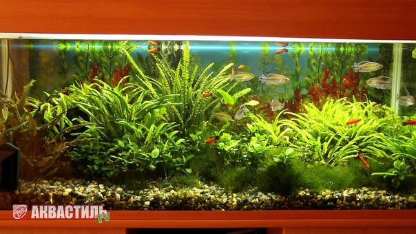 Голландский аквариум