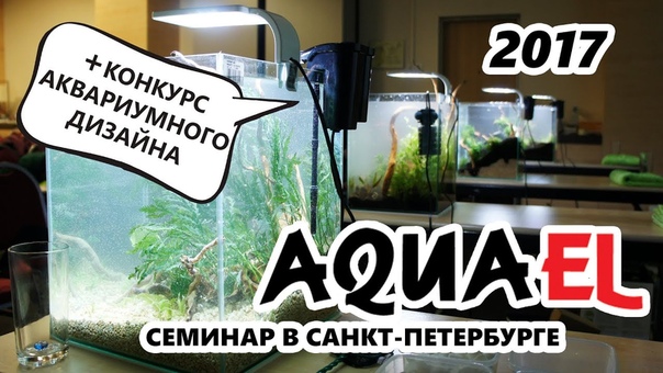 Природный аквариум: семинары
