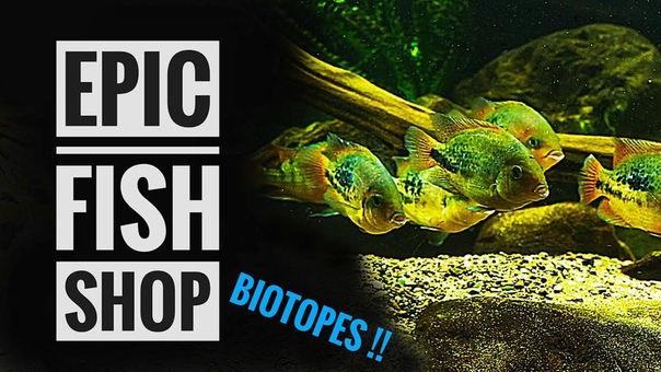 Аквариумные магазины и рынки мира