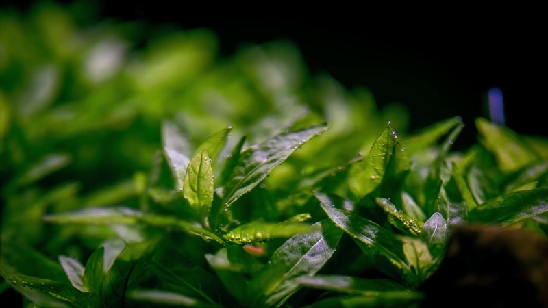 Аквариумы-травники