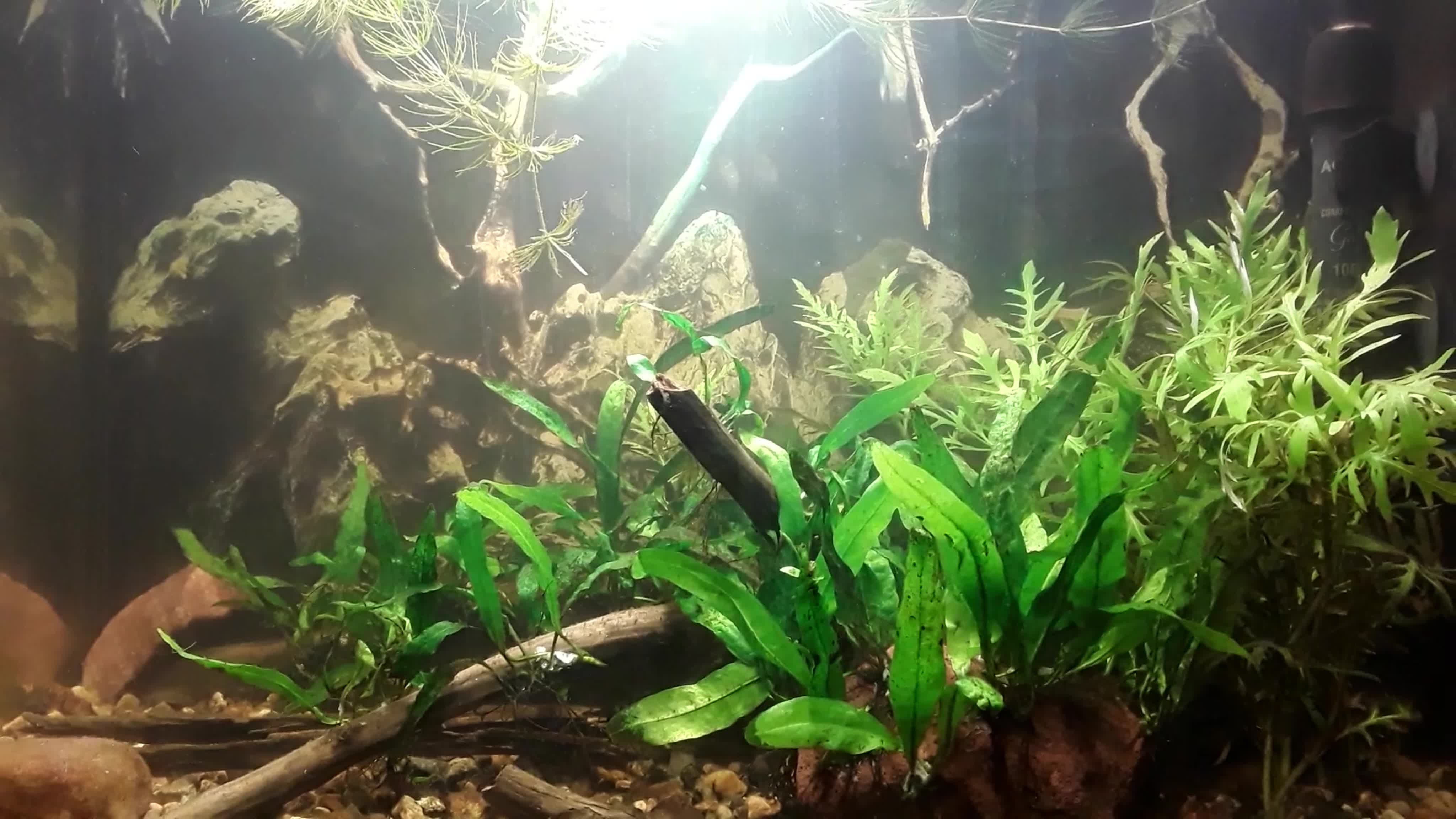 Мои аквариумы