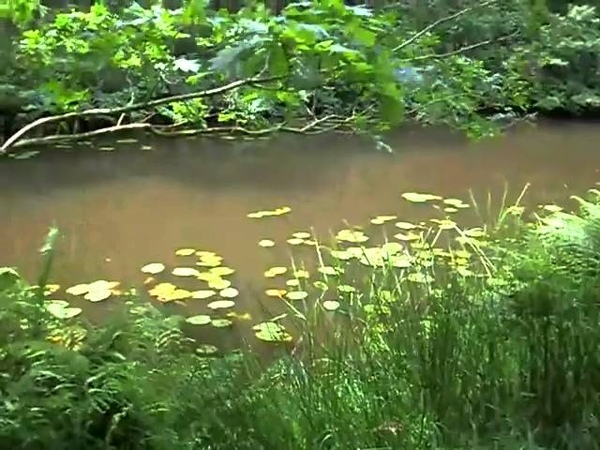 Биотоп: Европа