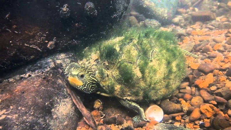 Биотоп: Северная Америка