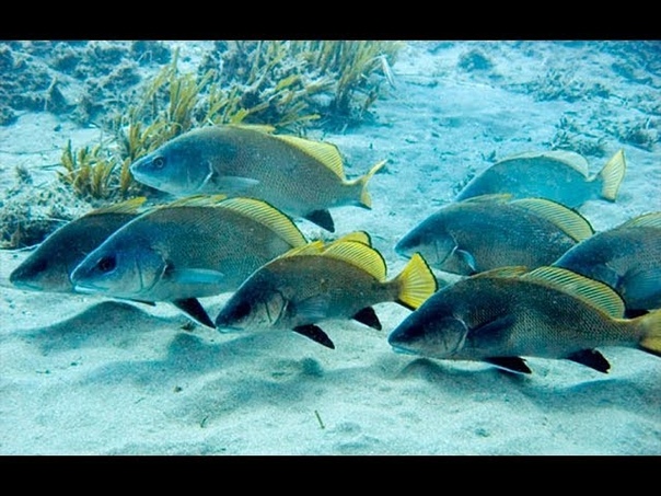 Морские биотопы