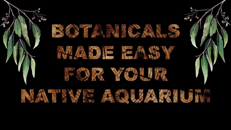 Биотопный аквариум: семинары и вебинары