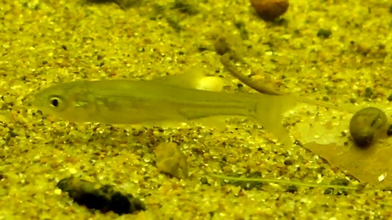 Биотопный аквариум: Европа и Россия