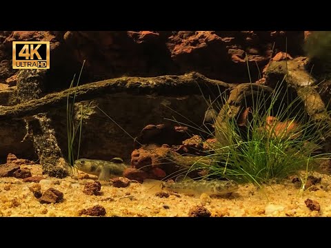 Биотопный аквариум: Австралия и Океания