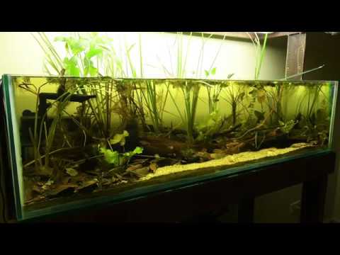 Биотопный аквариум: Южная Америка