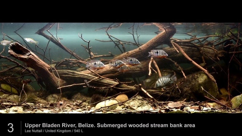 Биотопный аквариум: Северная Америка