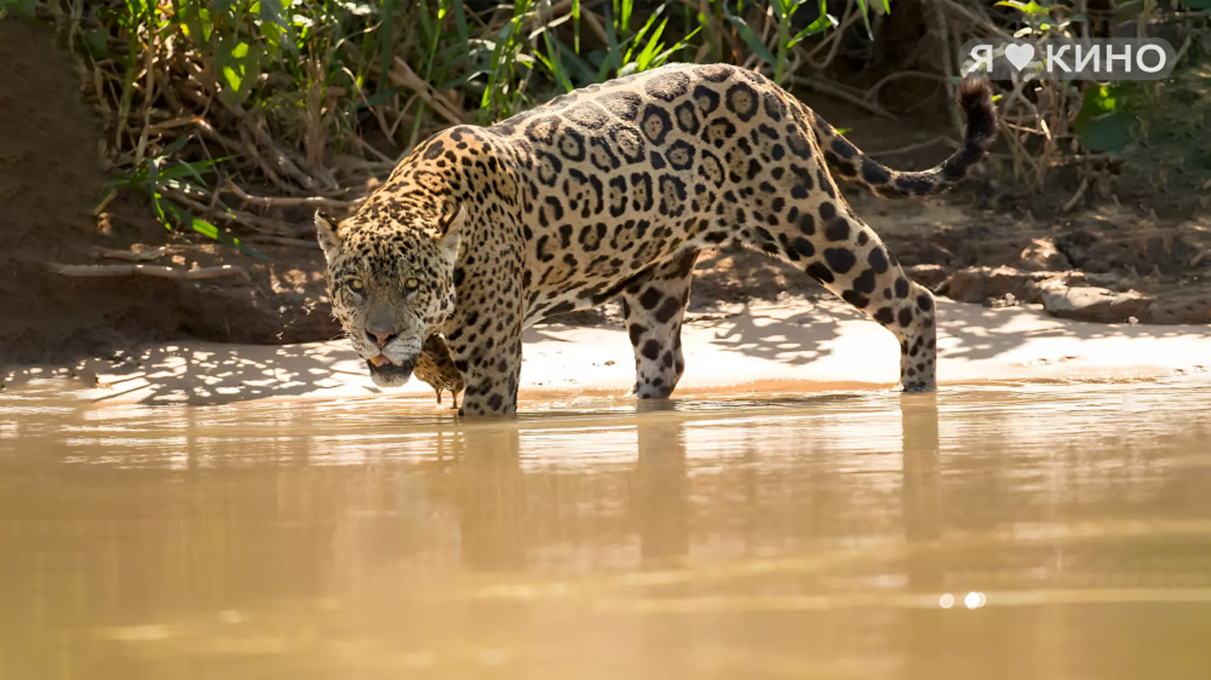 Документальные. NatGeo, BBC, Discovery