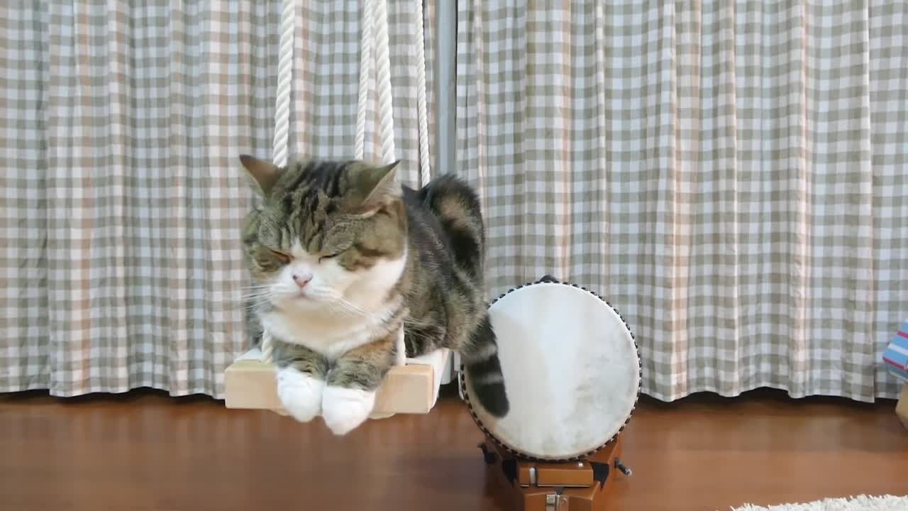 Уши..лапы.. хвост