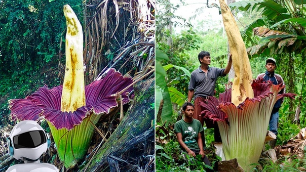 Природные явления:северное сияние,радуга