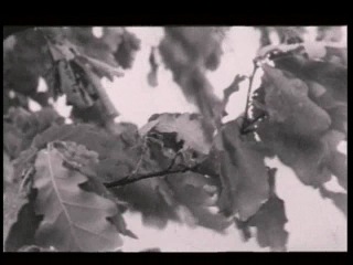 Воображариум