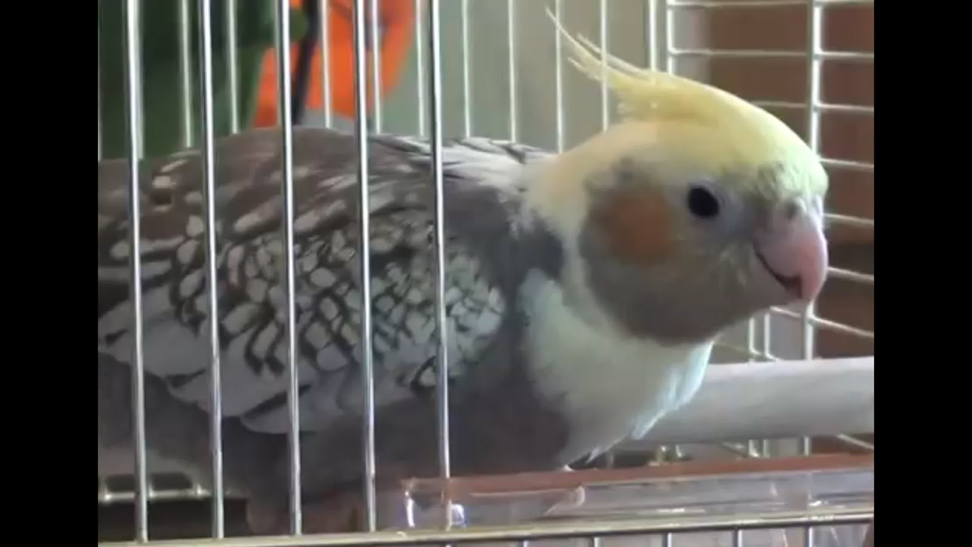 Болезни попугаев. Уход за попугаями. Попугай заболел. Как кормить больного попугая. Кормление из шприца и трубки.