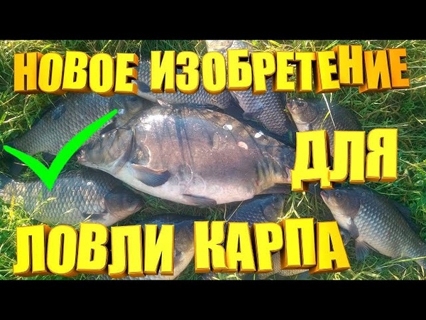 карась-карп