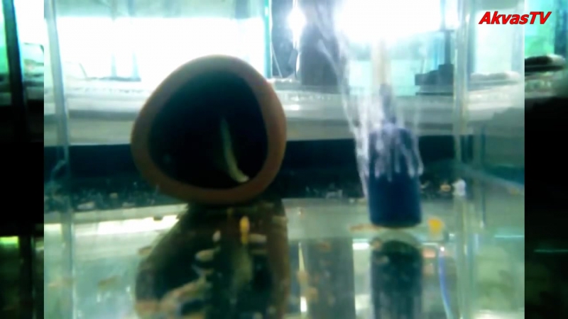 РАЗВЕДЕНИЕ РЫБ