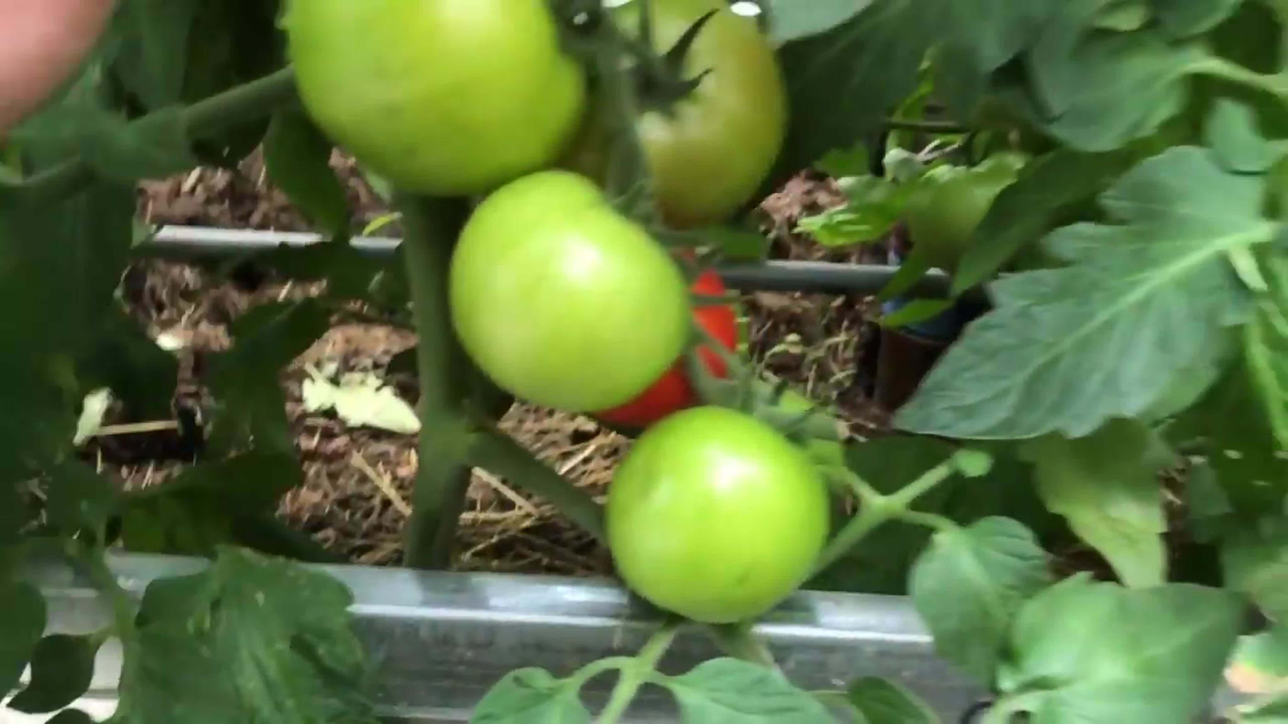 Комнатные растения. Сад и огород.