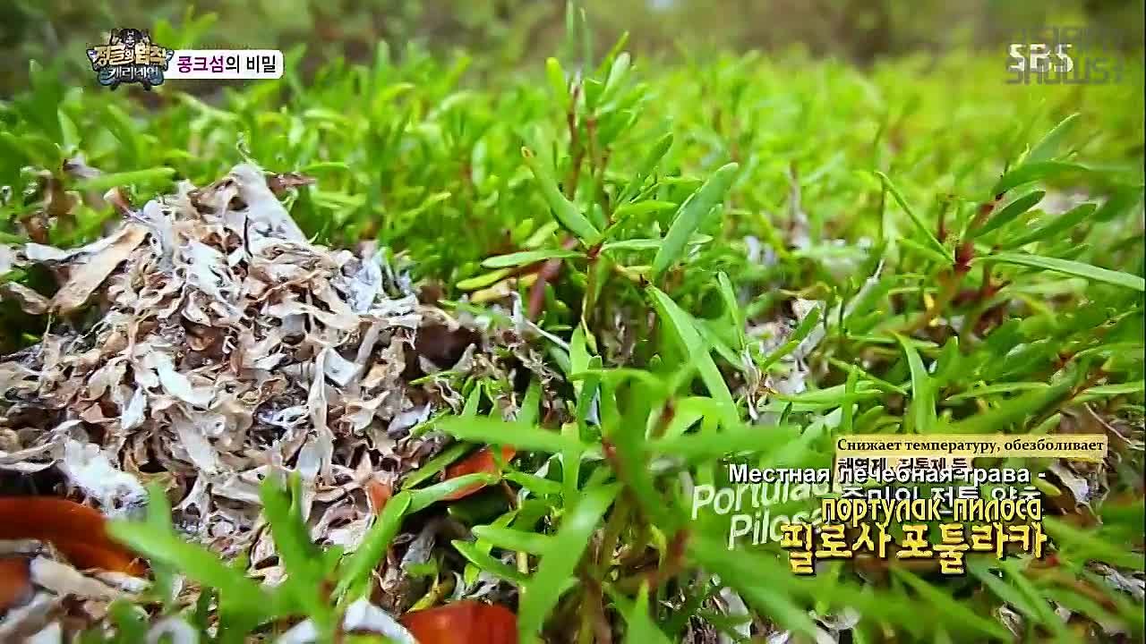 Law of The Jungle in Belize