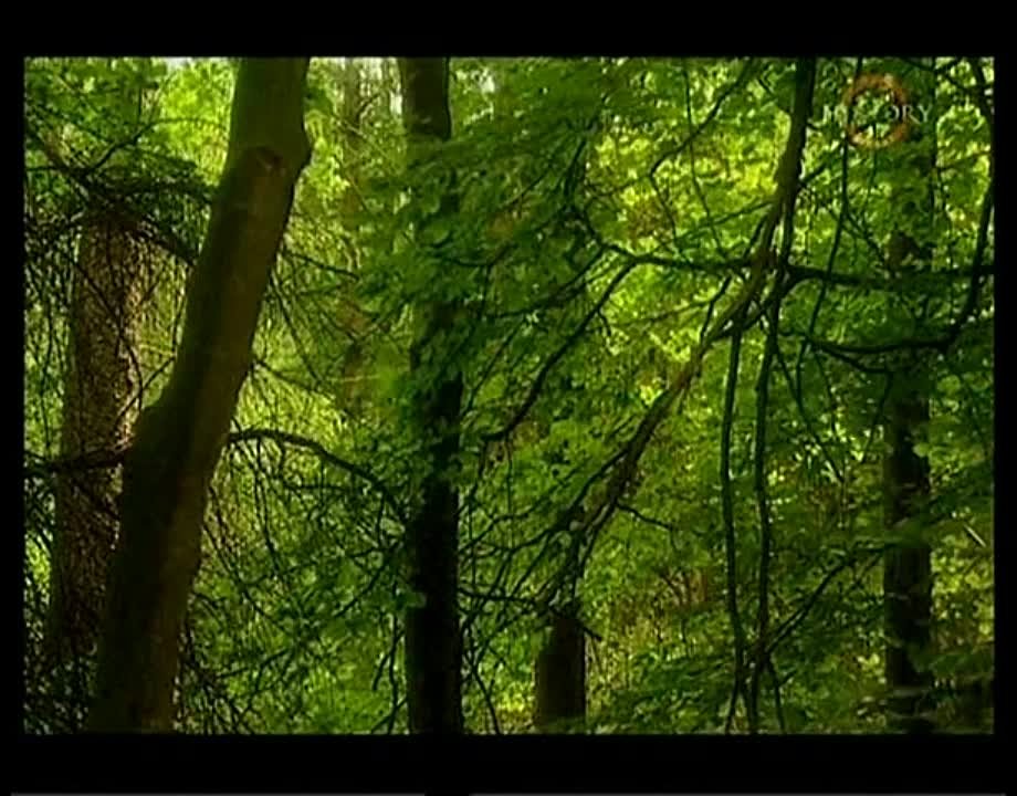 ИСТОРИЯ  (   лекции, передачи  )