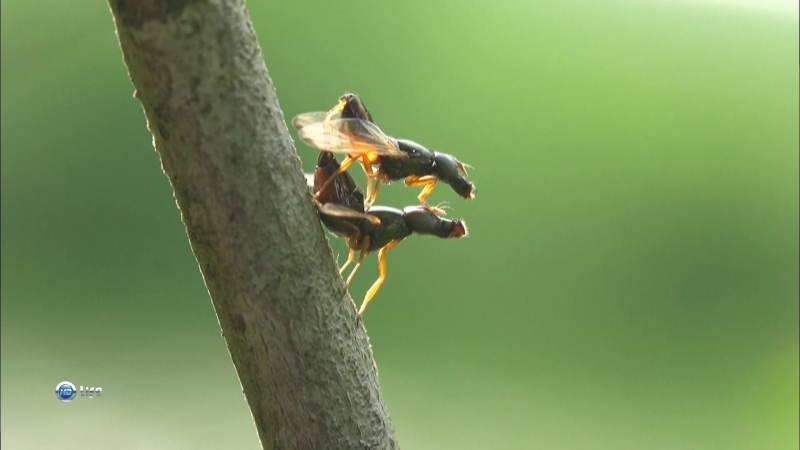 Насекомые или миллиметровый мир -