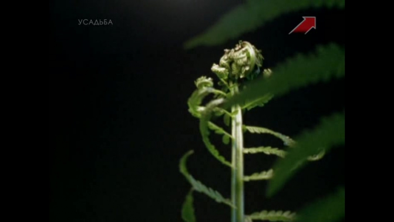 Удивительные обитатели сада