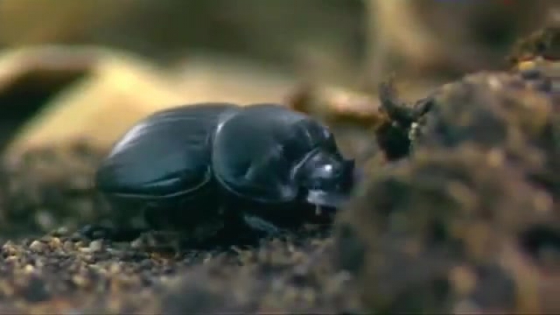 Школа Выживания в Мире Насекомых - Три Жизни в Одной