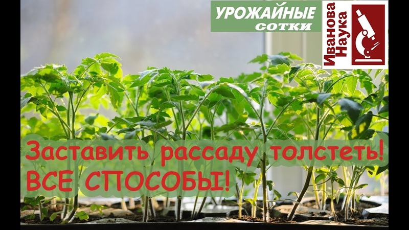 РАССАДА И ВСЕ СЕКРЕТЫ !